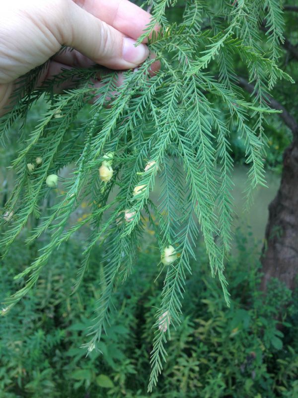 Cupressaceae Taxodium distichum