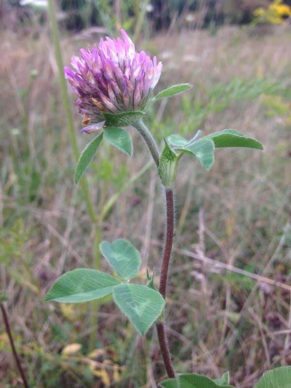 Fabaceae Trifolium repens