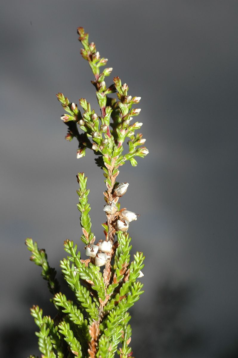 Ericaceae Calluna vulgaris