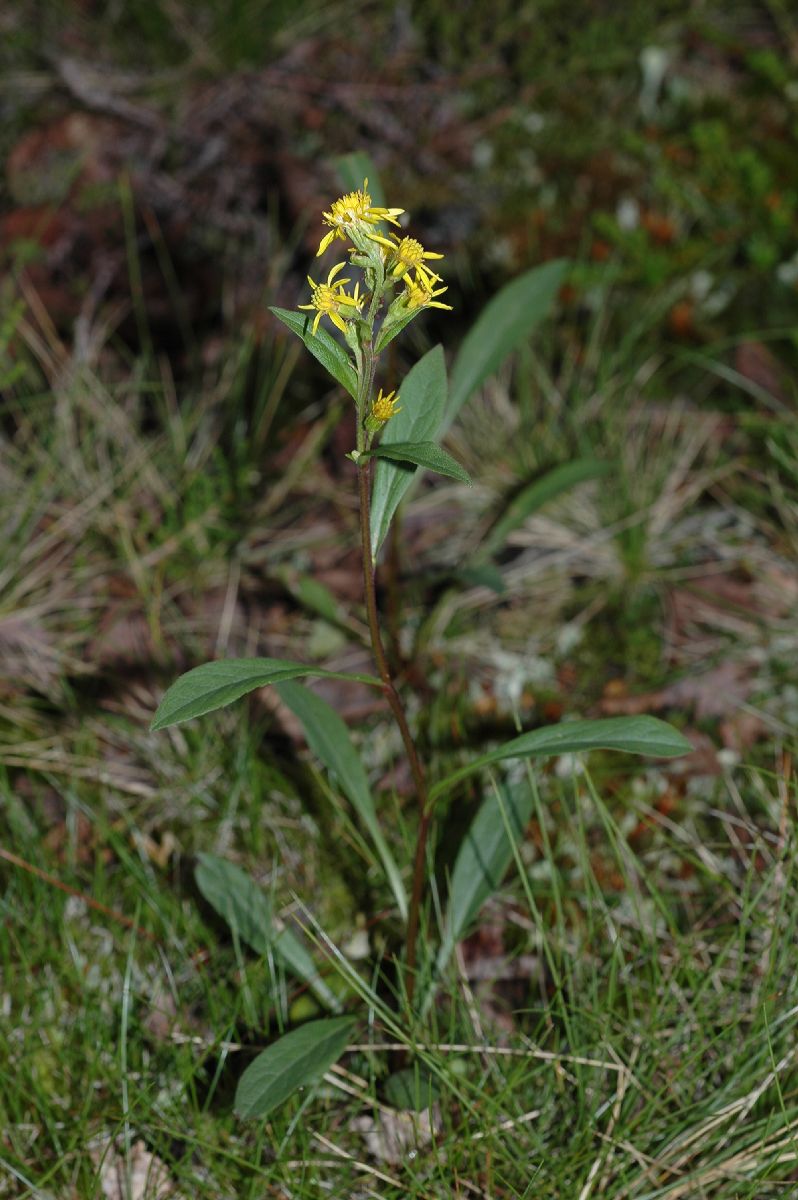 Asteraceae Solidago virgaurea