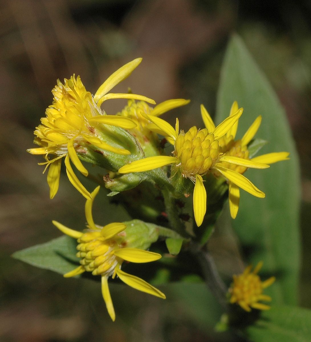 Asteraceae Solidago virgaurea