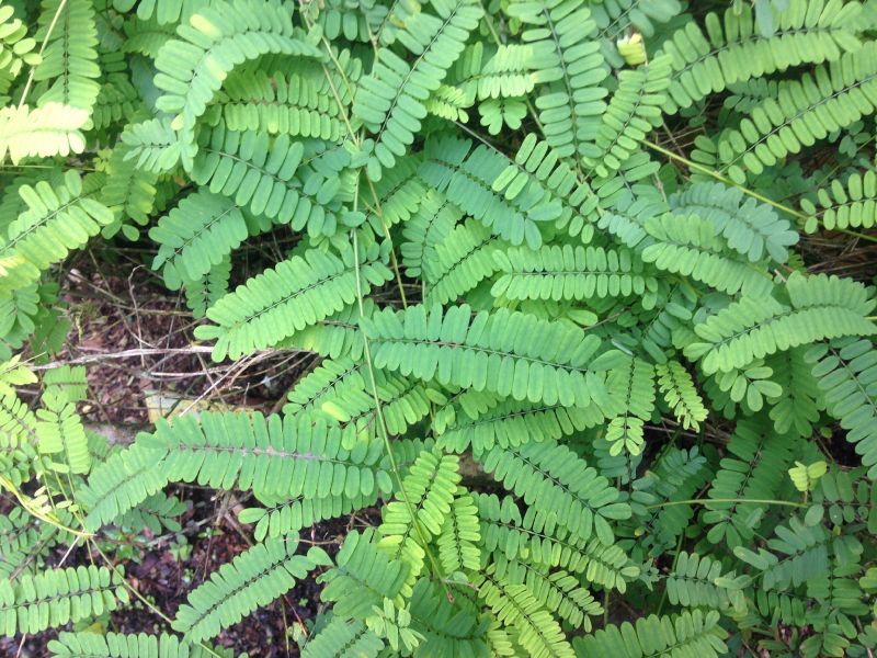 Fabaceae Abrus precatorius