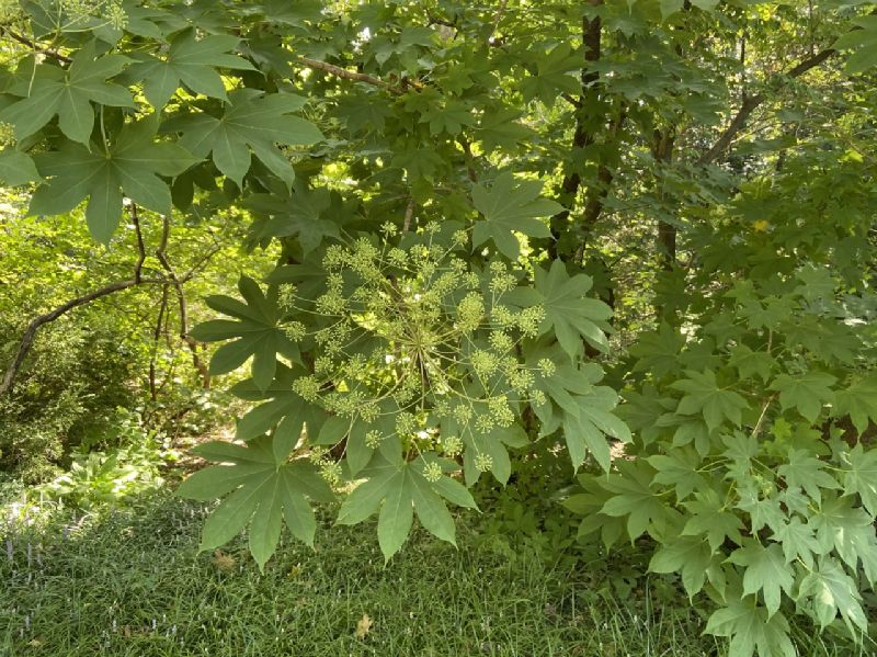 Araliaceae Kalopanax septemlobus