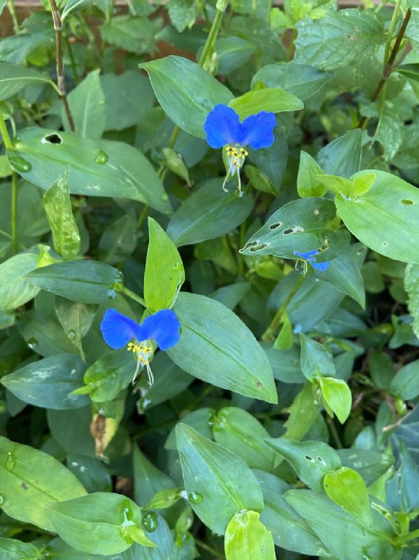 Commelinaceae Commelina communis