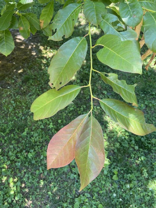 Nyssaceae Nyssa sylvatica