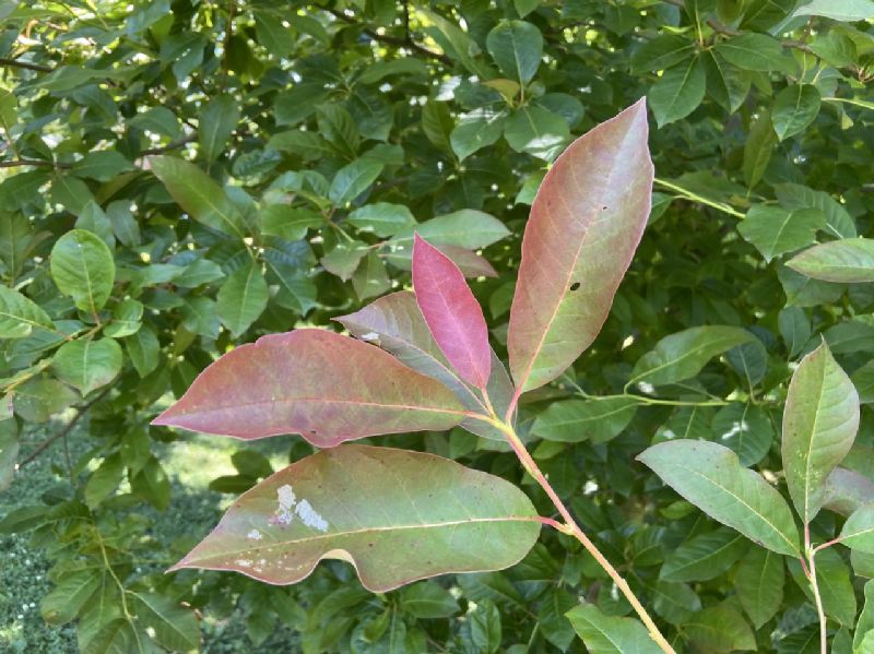 Nyssaceae Nyssa sylvatica