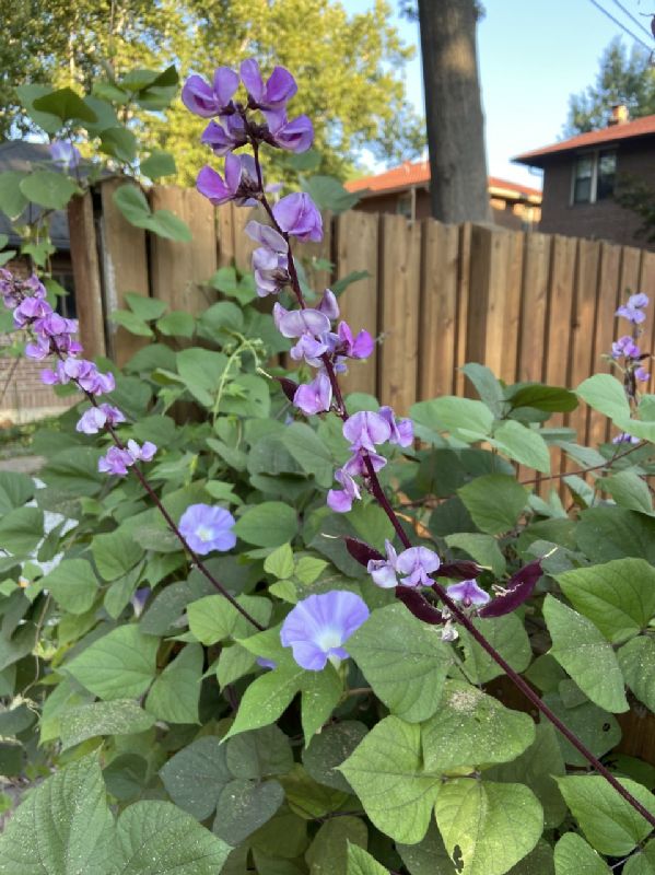 Fabaceae Lablab purpureus