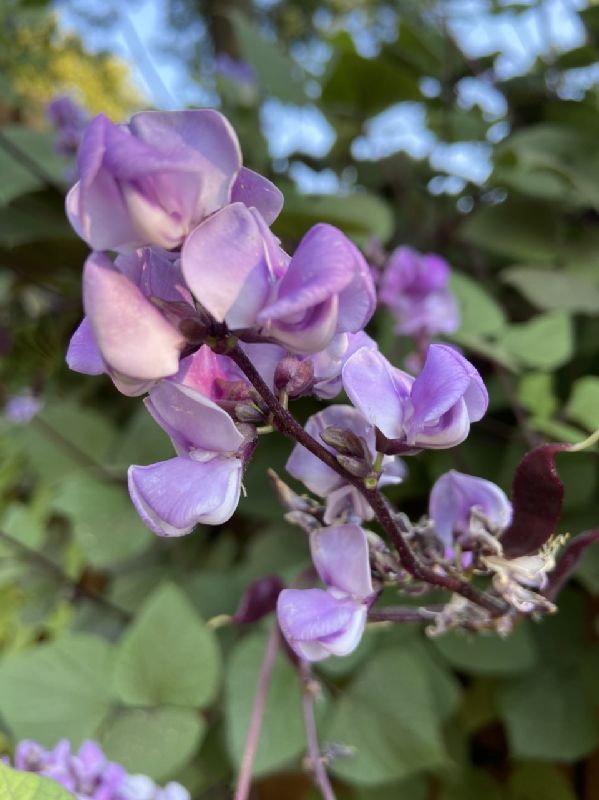 Fabaceae Lablab purpureus