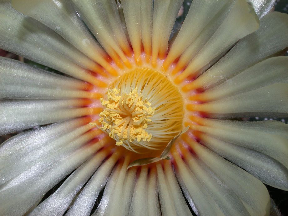 Cactaceae Astrophytum asterias