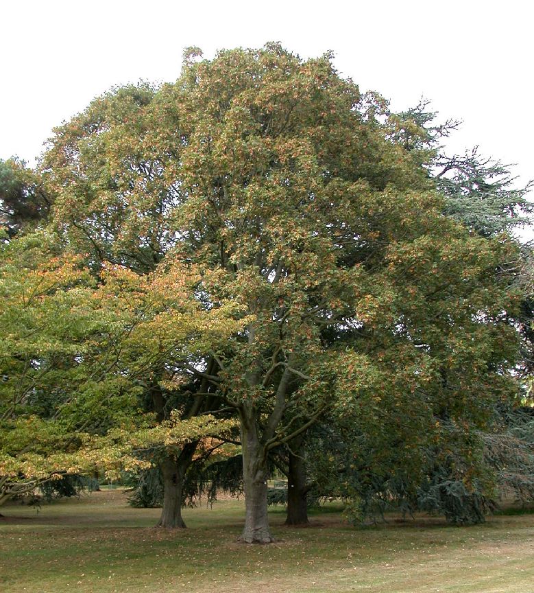 Aceraceae Acer heldreichii