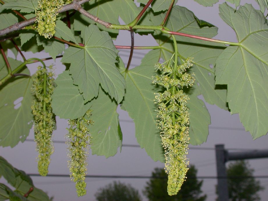 Aceraceae Acer pseudoplatanus