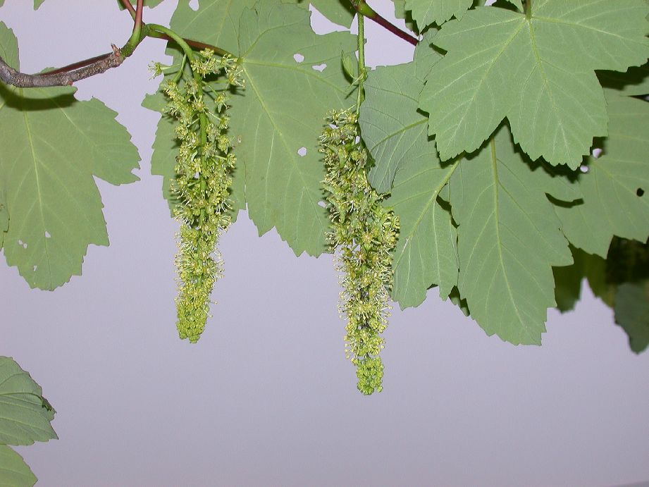 Aceraceae Acer pseudoplatanus