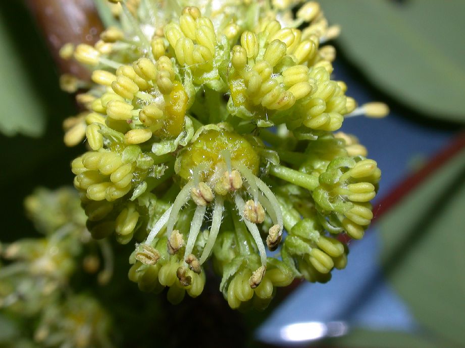 Aceraceae Acer pseudoplatanus