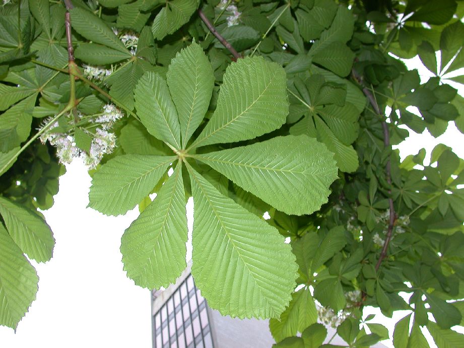 Hippocastanaceae Aesculus hippocastanum