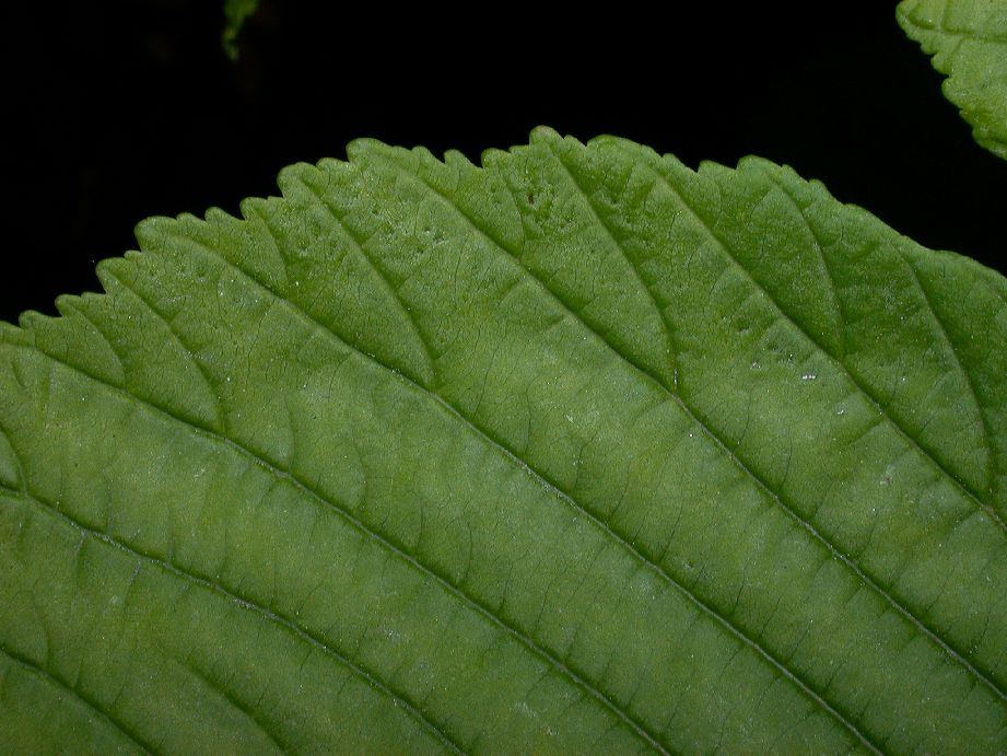 Hippocastanaceae Aesculus hippocastanum