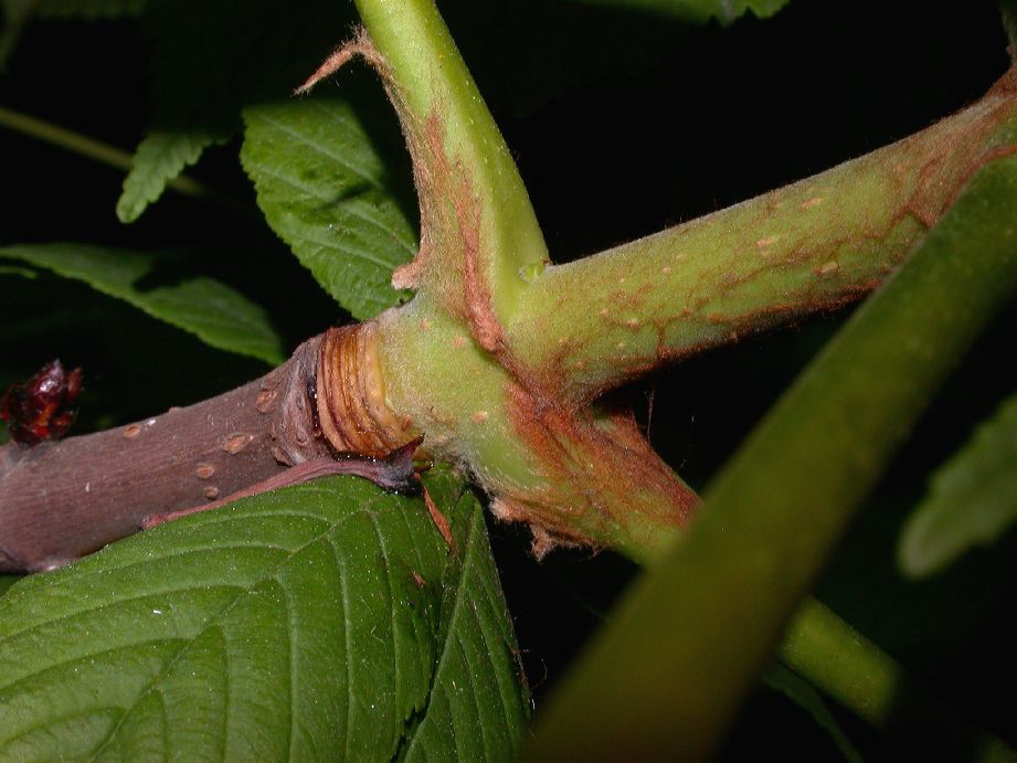 Hippocastanaceae Aesculus hippocastanum