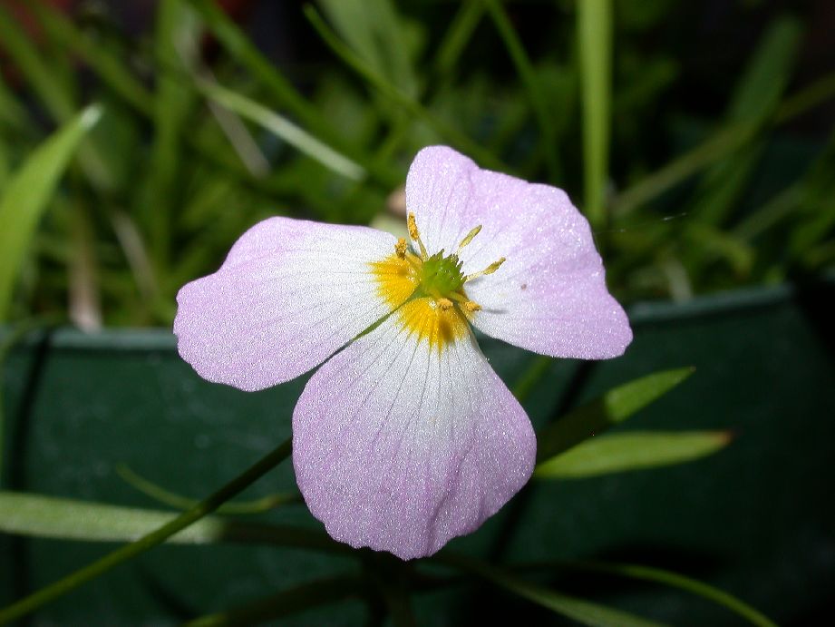 Alismataceae Alisma ranunculoides