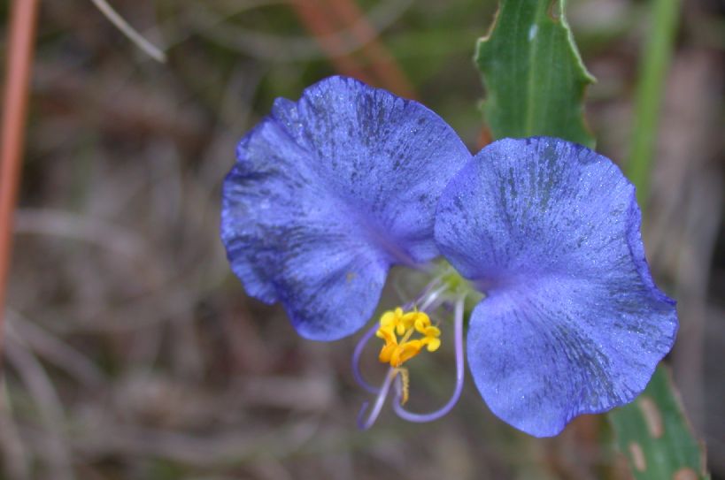 Commelinaceae Commelina 