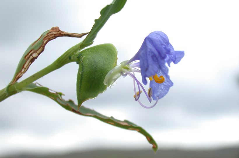Commelinaceae Commelina 