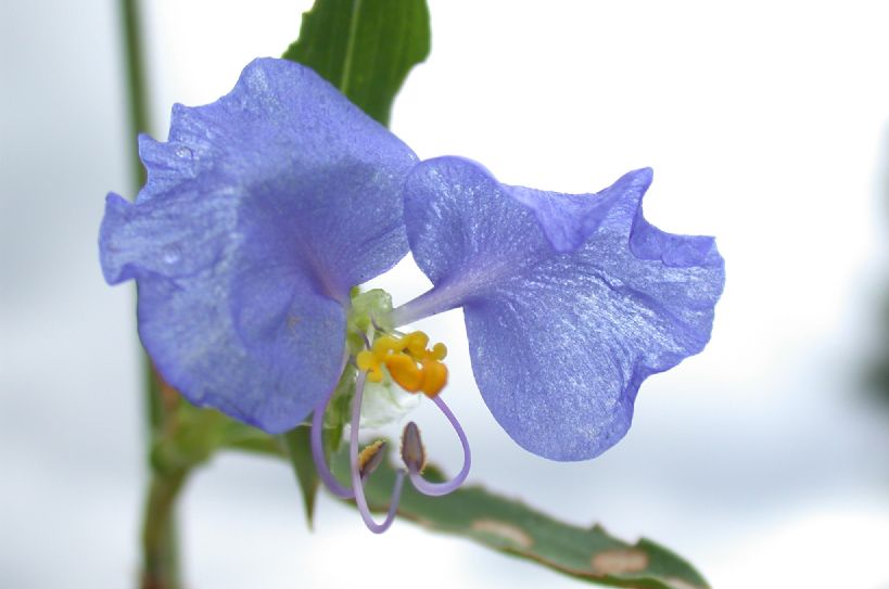 Commelinaceae Commelina 