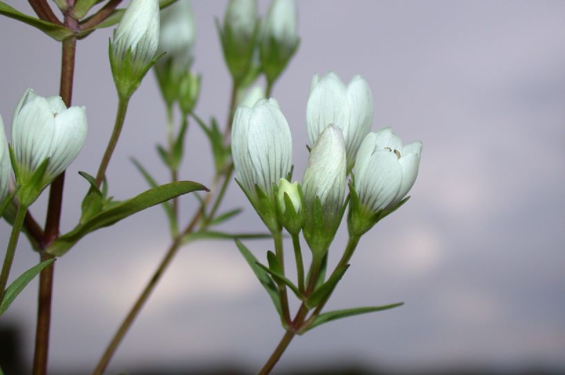 Gentianaceae Gentianella 
