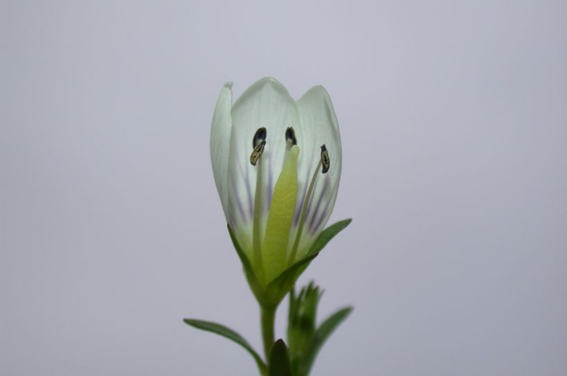 Gentianaceae Gentianella 