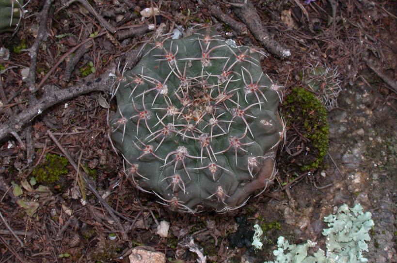 Cactaceae Gymnocalycium 