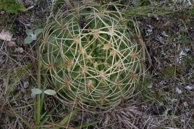 Cactaceae Gymnocalycium multiflorum