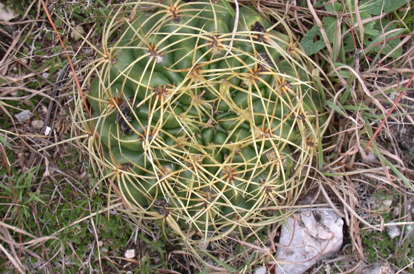 Cactaceae Gymnocalycium multiflorum