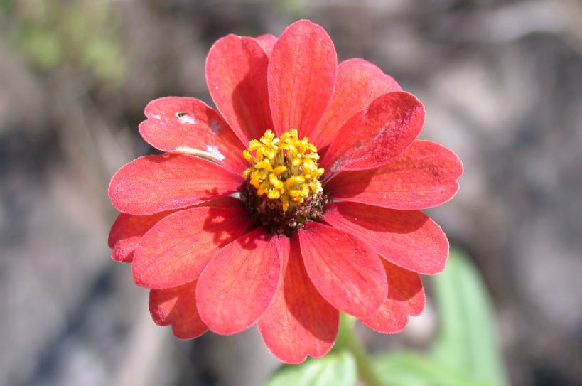 Asteraceae Zinnia peruviana