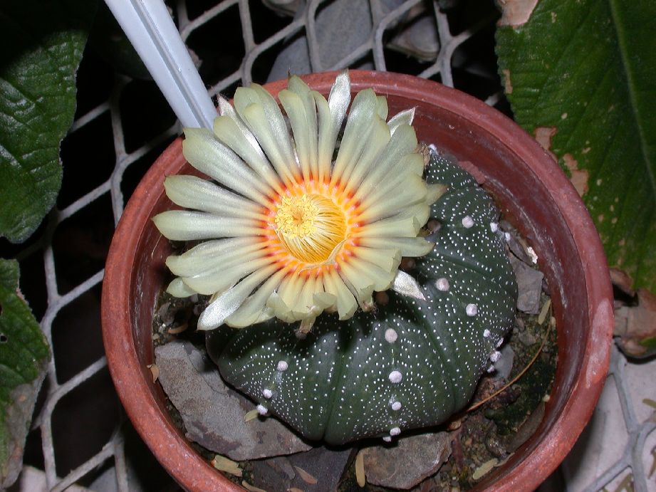 Cactaceae Astrophytum asterias