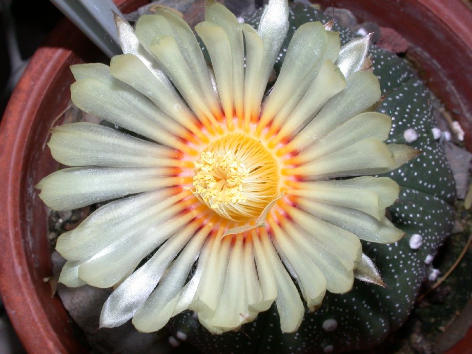 Cactaceae Astrophytum asterias