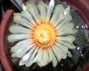 image of Astrophytum asterias