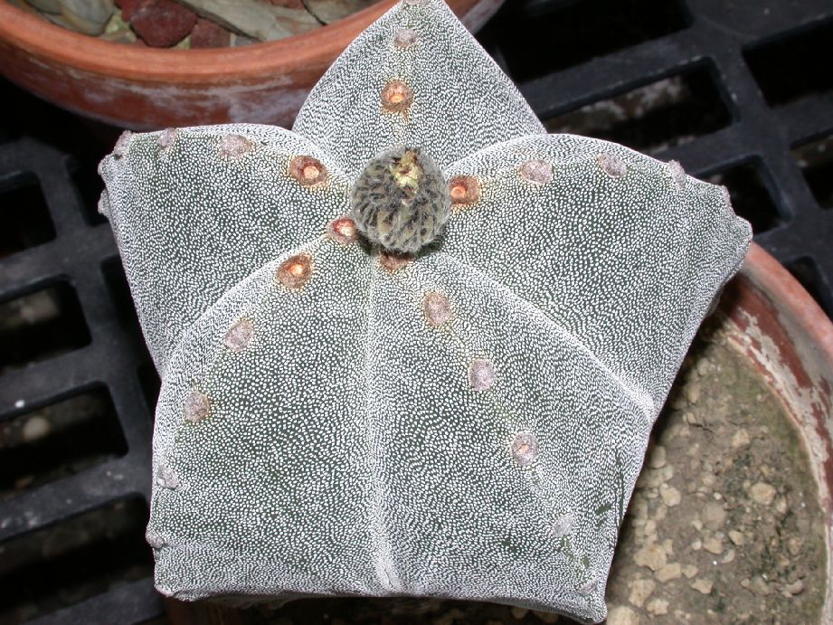 Cactaceae Astrophytum myriostigma