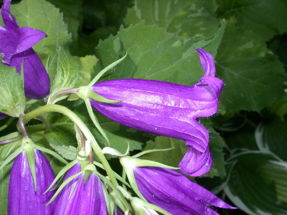 Campanulaceae Campanula 