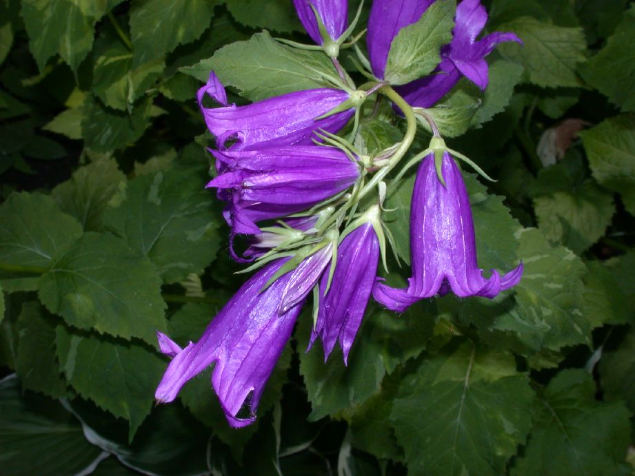 Campanulaceae Campanula 