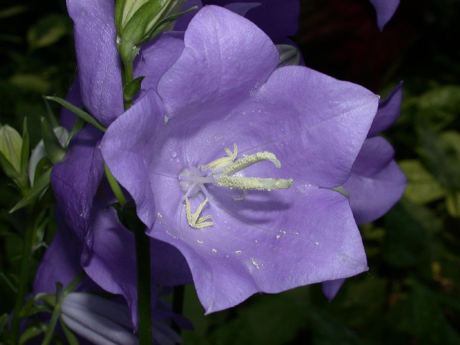 Campanulaceae Campanula 