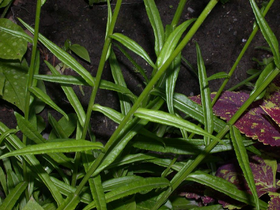 Campanulaceae Campanula 