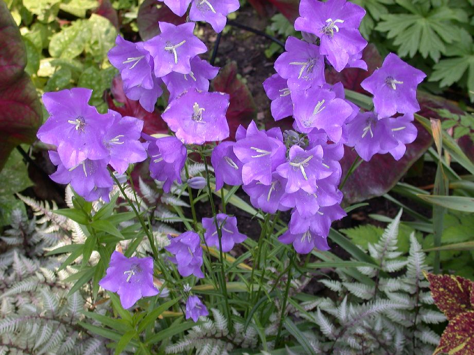 Campanulaceae Campanula 