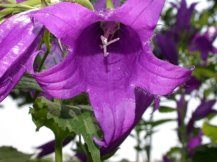 Campanulaceae Campanula 