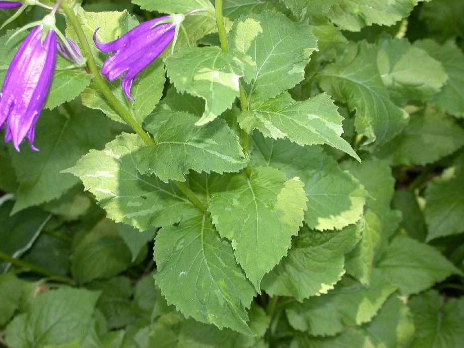 Campanulaceae Campanula 