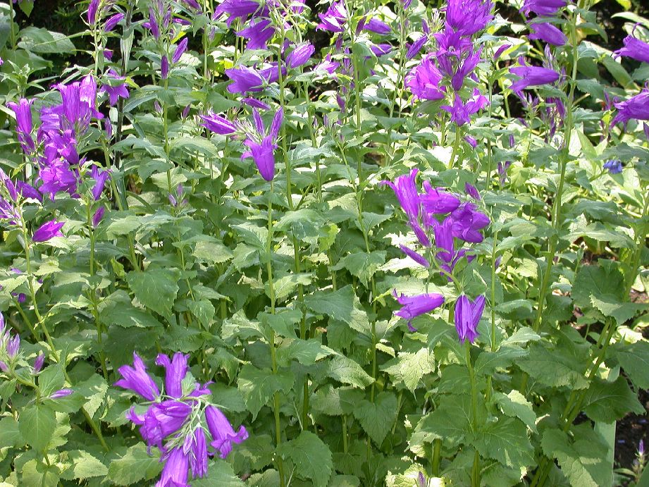 Campanulaceae Campanula 