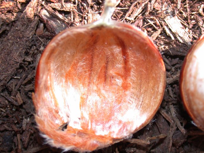 Fagaceae Castanea mollissima