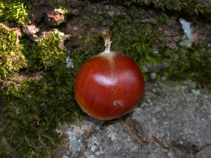 Fagaceae Castanea mollissima