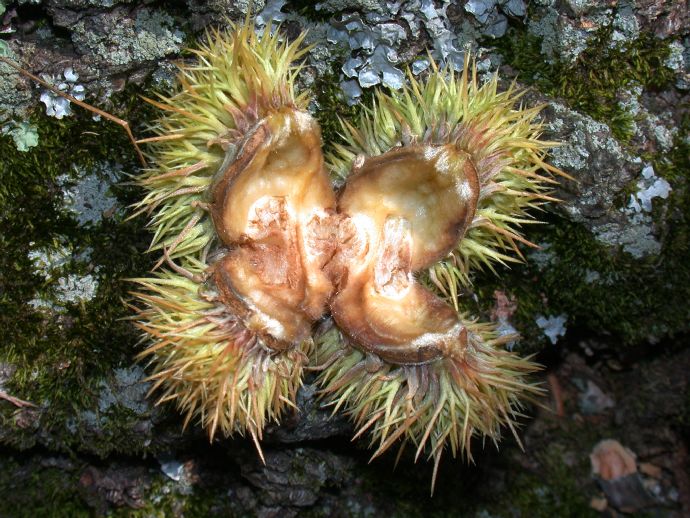 Fagaceae Castanea mollissima