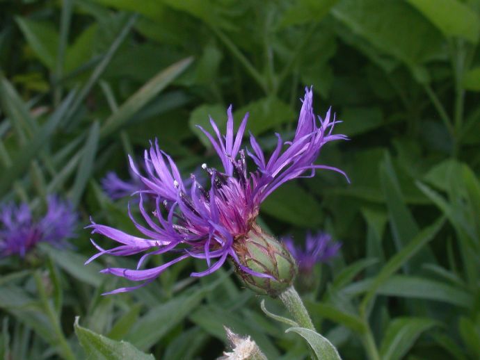 Asteraceae Centaurea montana