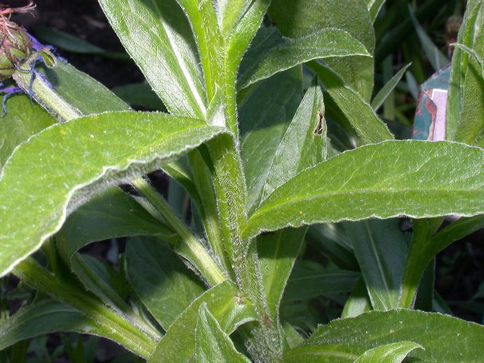 Asteraceae Centaurea montana