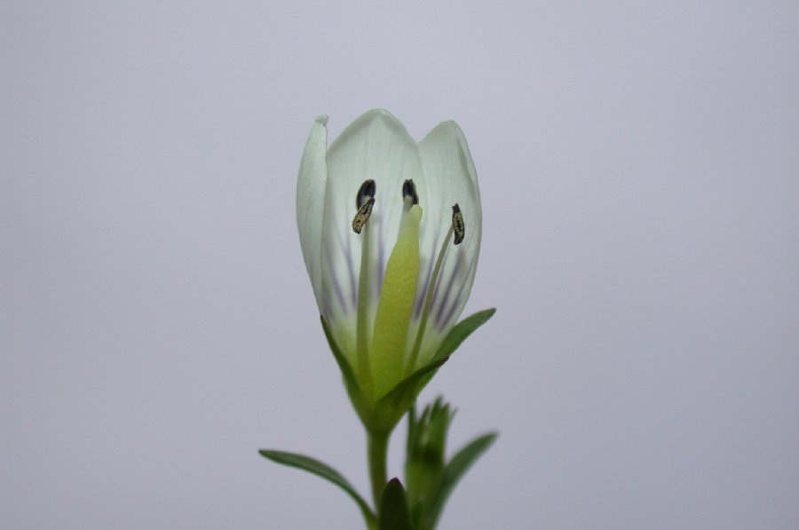Gentianaceae Gentianella 