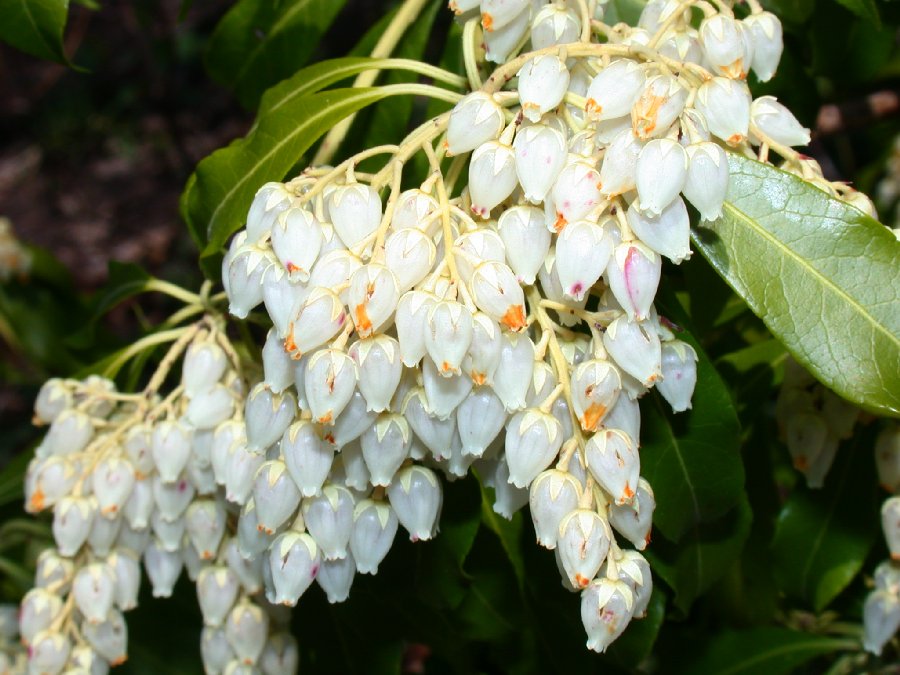 Ericaceae Pieris 