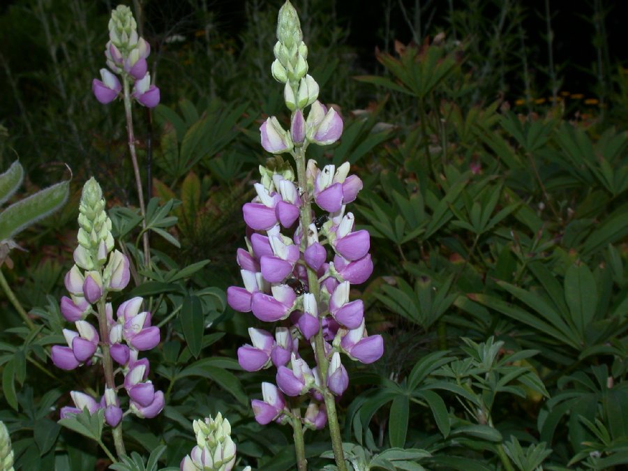 Fabaceae Lupinus 